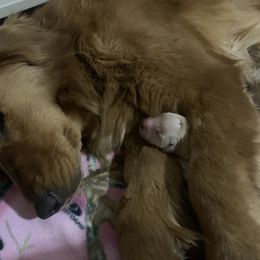 Golden Retriever Puppies from Little Bitta Luck Farms