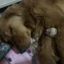 Golden Retriever Puppies from Little Bitta Luck Farms