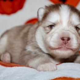 Lark - Chocolate male Pomsky puppy in Centerville, Iowa from LJ Kennels Pomskies, LLC