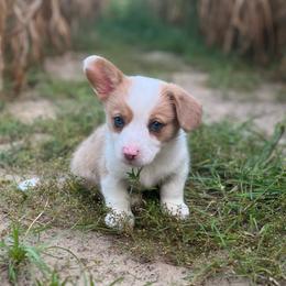 Crimson - Red merle and white female American Corgi puppy in Hope, Arkansas from Foxy Knoll Farm