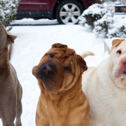 Chinese Shar-Pei from Sheriff Shar-pei's