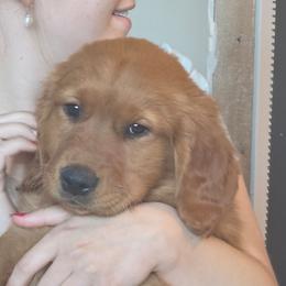Golden Retriever puppies from SnowPeakPaws
