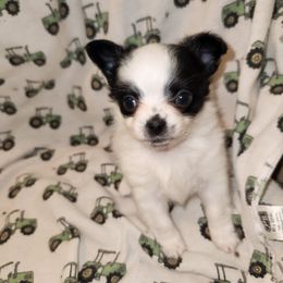 Wally - Black and white male Chihuahua puppy in Attleboro, Massachusetts from Treasured Hearts Chihuahuas