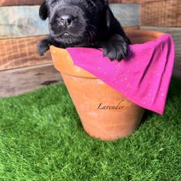 Lavender - Black female Newfoundland puppy in Tully, New York from Bear Paw Newfoundlands