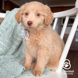 Jean Grey - White female Companion Cross puppy in Utah County, Utah from Big Hearted Breeders