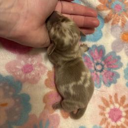 Clover - Dapple female Dachshund puppy in Lufkin, Texas from L & A Dachshunds