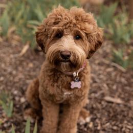 Raya - Australian Labradoodle