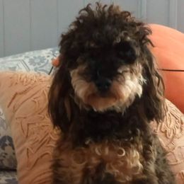 Riley - Poodle