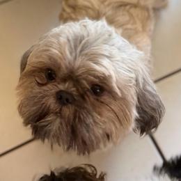 Benny - Blue male Shih Tzu puppy in Victorville, California from RUMBLE n TUMBLE