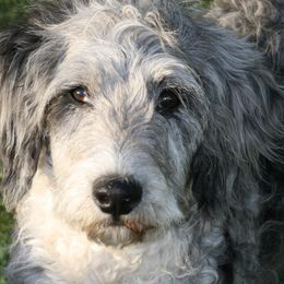 Abby - Blue merle Aussiedoodle puppy in Four Oaks, North Carolina from RoseWest Farms