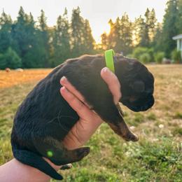 Green Guardian - Black and tan male German Shepherd puppy in Bonney Lake, Washington from German Shepherds Von Washington