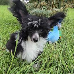 Holly Long Star Angel - Black and white female Chinese Crested puppy in Amarillo, Texas from Victoria's Chinese Cresteds Long Star Angels