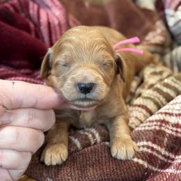 Nutmeg - Red  female Goldendoodle puppy in Wharton, Texas from Little Fur Friends