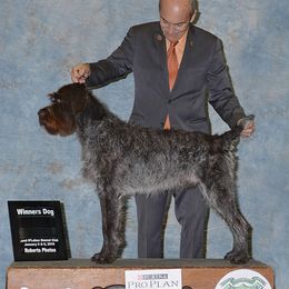 Wirehaired Pointing Griffon puppies from Griffons Out West