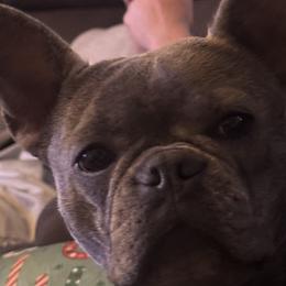 French Bulldogs and Shih Tzus from Records Precious Puppies