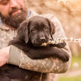 Labrador Retriever Puppies from Wizedogs Labradors