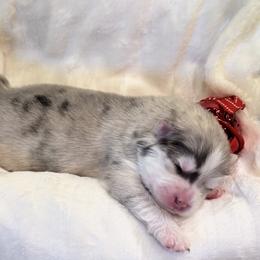 Gizmo - Merle female Pomsky puppy in Broken Arrow, Oklahoma from Sterling Pomskies