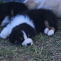 Nova ''Robin'' - Black tri-color female Australian Shepherd puppy in Athens, Tennessee from Mimi's Aussie