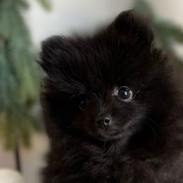 Girl 3 - Black Pomeranian puppy in Abilene, Texas from Blessedpoms