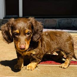 MOCHA - Chocolate and tan male Dachshund puppy in Holtwood, Pennsylvania from Holly Hill Dachshunds