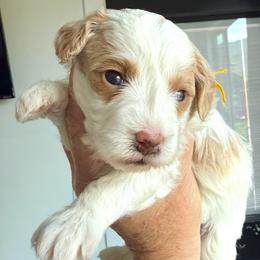 Denim Darling - Apricot female Aussiedoodle puppy in Arizona from Coats of Many Colors LLC