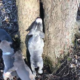 Mountain Cur Puppies from Walnut Ridge Mountain Curs