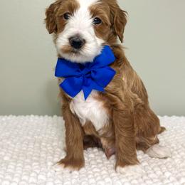 Boy 2 - male Goldendoodle puppy in Florence, South Carolina from Candy Doodles