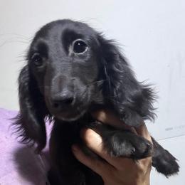 Nicole girl 2 - Black female Dachshund puppy in Bigfork, Minnesota from Dachshunds Up North
