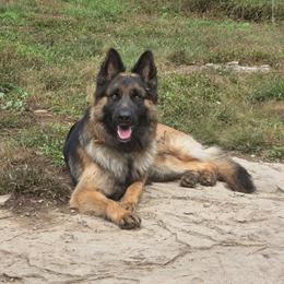 Beau - German Shepherd