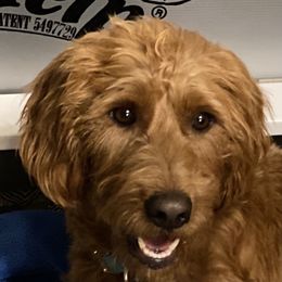 Lucy lab - Labradoodle