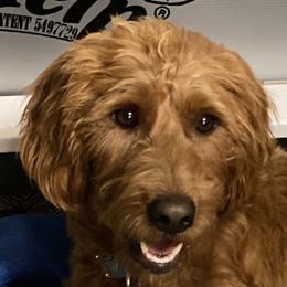 Lucy lab - Labradoodle