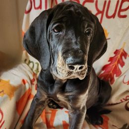 Lorna Doone - Black female Great Dane puppy in Bay Shore, New York from Gentle Giant Companions