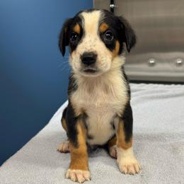 Black Boy - Black, white and red male Greater Swiss Mountain Dog puppy in Lower Burrell, Pennsylvania from Polyanna’s GSMD