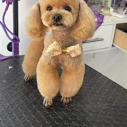 Shelly - Maltipoo