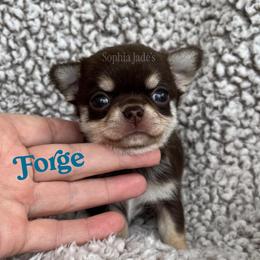 Forge - Chocolate and tan male Chihuahua puppy in Augusta, Georgia from Sophia Jade's Chi Brigade