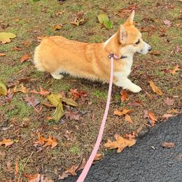 Misty - Pembroke Welsh Corgi