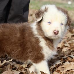 Australian Shepherd Puppies from Blush & Lace Aussie Co.
