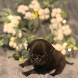 Basil Boone - Silver male Pug puppy in Smiths Station, Alabama from Magnolia Pugs