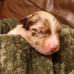 Timber - Red merle male Australian Shepherd puppy in Lubbock, Texas from Barn Raised Aussies
