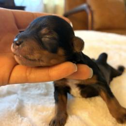 Yahtzee - Salt and pepper male Miniature Schnauzer puppy in Menifee, California from Moonshine’s Minis