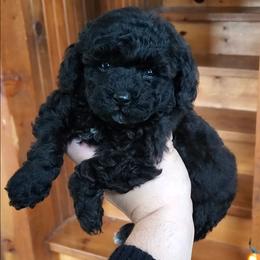 Lola - Toy Poodle Raised in Home - Black female Poodle puppy in Falcon, Missouri from Cedar House Heritage Poodles | AKC Toy & Miniature Poodle Puppies Raised in Home