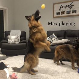 German Shepherd All Grown Up from Latti’s German Shepherds