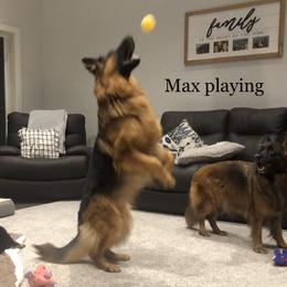 German Shepherd All Grown Up from Latti’s German Shepherds