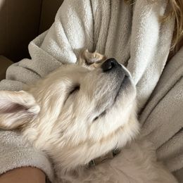 Golden Retriever Puppies from Evergreen Goldens