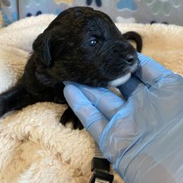 Goldendoodle, Poodle, and Sheepadoodle Puppies from Heavenly Hilltop Farm