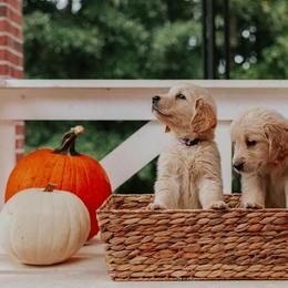 Golden Retriever Puppies from Morgan’s Heart of Gold Retrievers