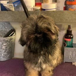 Shih Tzu Puppies from Krissy Shih Tzu
