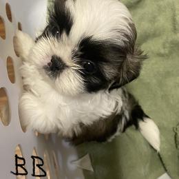 Shih Tzu Puppies from Willow Lane Shih Tzus