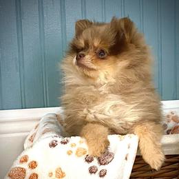 Rose - Chocolate merle female Pomeranian puppy in Foley, Alabama from Southern Gem's Pomeranian