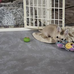 Boy 2 - Black sabled fawn male Chihuahua puppy in Deridder, Louisiana from BG's Chihuahua